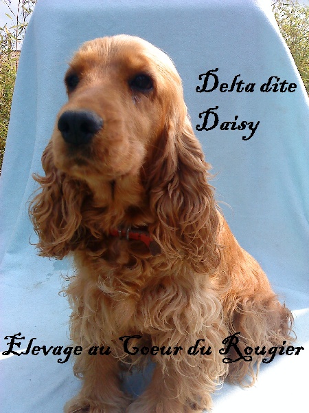Delta dite daisy of caniland's dream