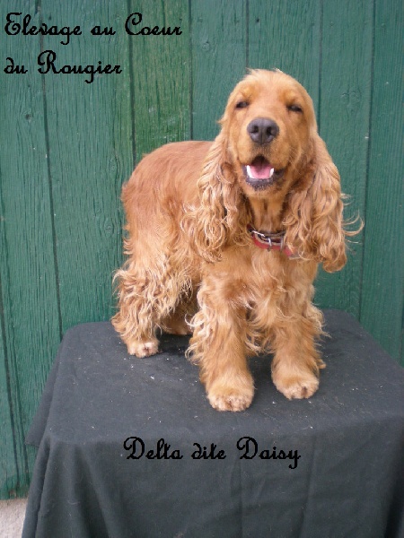 Delta dite daisy of caniland's dream