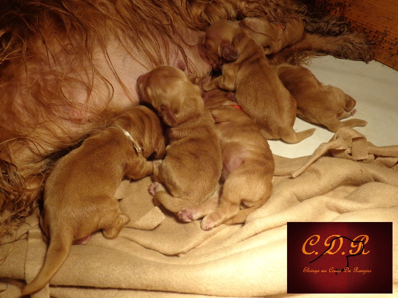 Au Coeur Du Rougier - Cocker Spaniel Anglais - Portée née le 18/01/2013