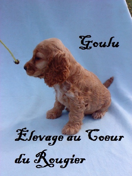 Goulu Au Coeur Du Rougier