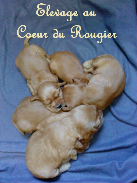 Fanzine Au Coeur Du Rougier