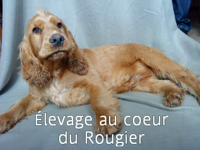 Fou (dit filou) Au Coeur Du Rougier