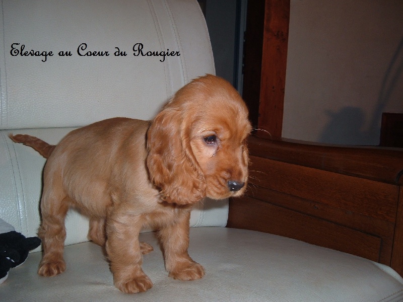 Framboise (dite fanny) Au Coeur Du Rougier