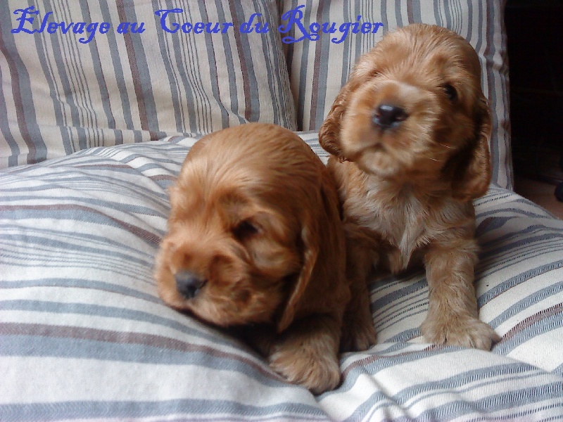 Au Coeur Du Rougier - Cocker Spaniel Anglais - Portée née le 28/02/2011