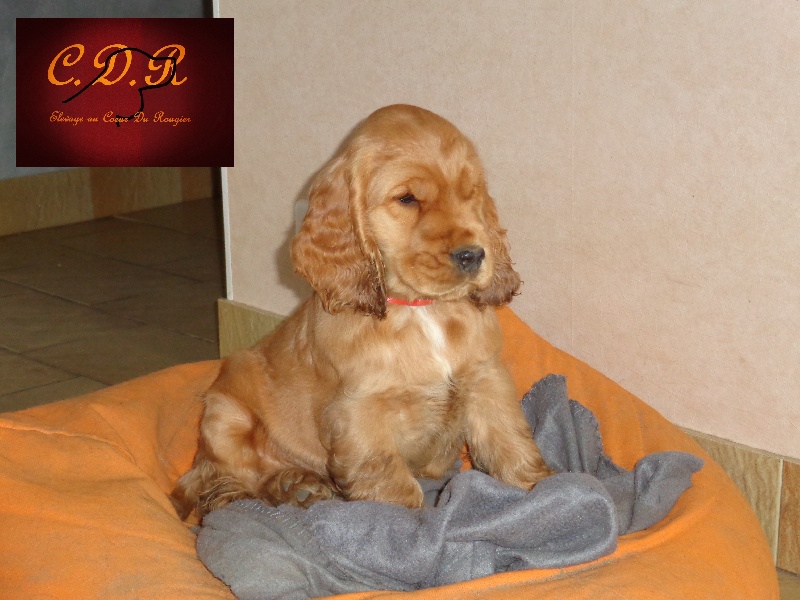 Au Coeur Du Rougier - Cocker Spaniel Anglais - Portée née le 14/09/2013