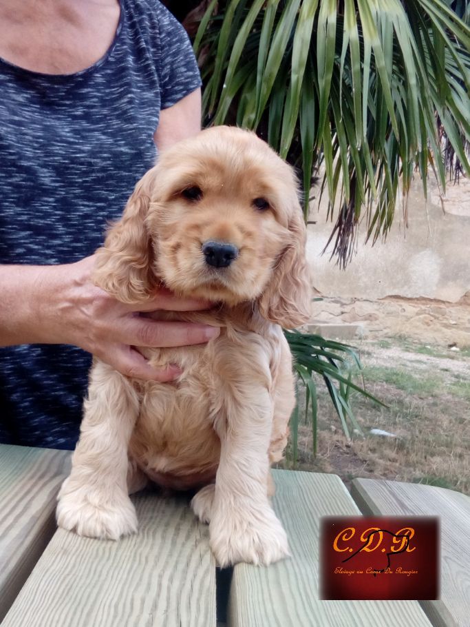 Au Coeur Du Rougier - Cocker Spaniel Anglais - Portée née le 21/06/2017