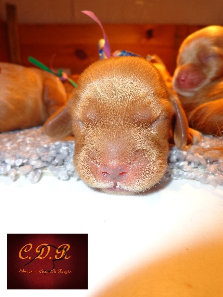 Au Coeur Du Rougier - Cocker Spaniel Anglais - Portée née le 14/09/2013