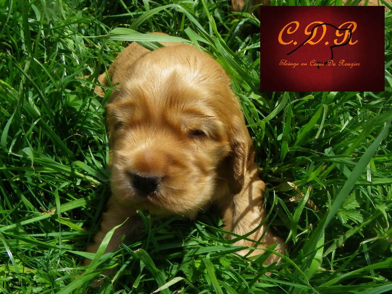 Au Coeur Du Rougier - Cocker Spaniel Anglais - Portée née le 14/05/2012
