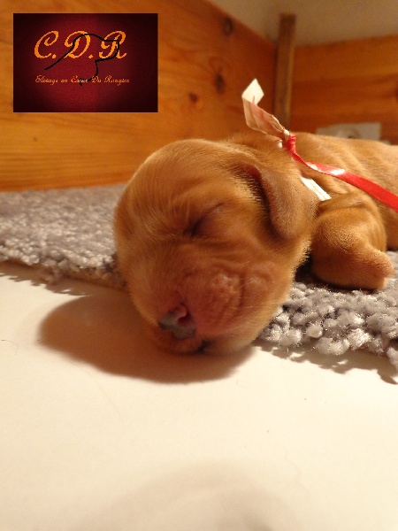 Au Coeur Du Rougier - Cocker Spaniel Anglais - Portée née le 14/09/2013