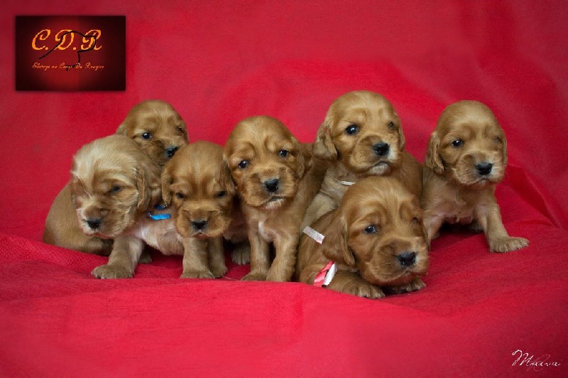 Au Coeur Du Rougier - Cocker Spaniel Anglais - Portée née le 06/04/2014