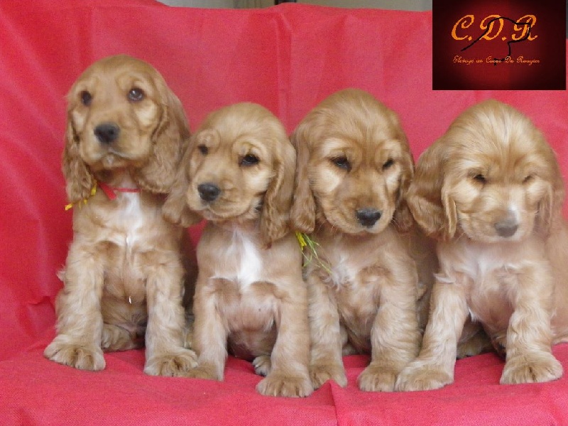 Au Coeur Du Rougier - Cocker Spaniel Anglais - Portée née le 27/08/2015