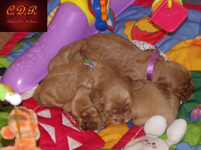 Au Coeur Du Rougier - Cocker Spaniel Anglais - Portée née le 18/09/2015