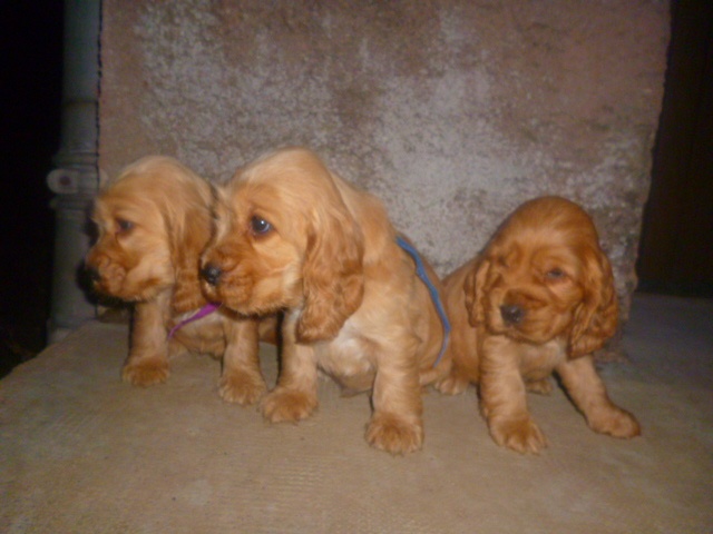 Au Coeur Du Rougier - Cocker Spaniel Anglais - Portée née le 11/09/2012
